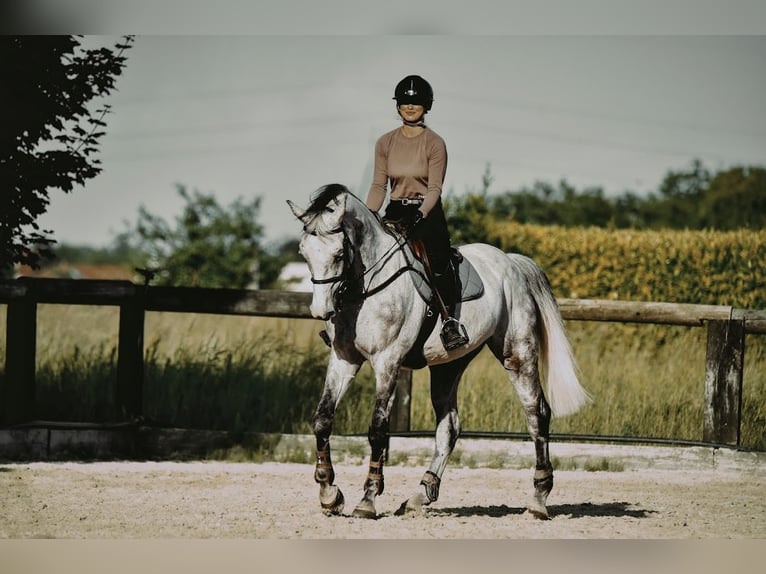 Caballo de Holstein Caballo castrado 13 años 168 cm Tordo in Zagreb