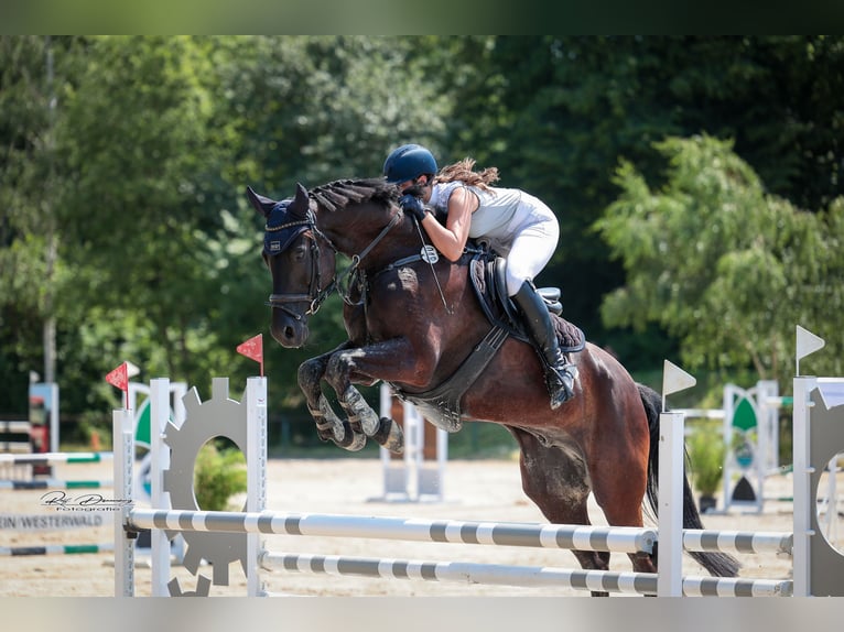 Caballo de Holstein Caballo castrado 13 años 170 cm Morcillo in Andernach