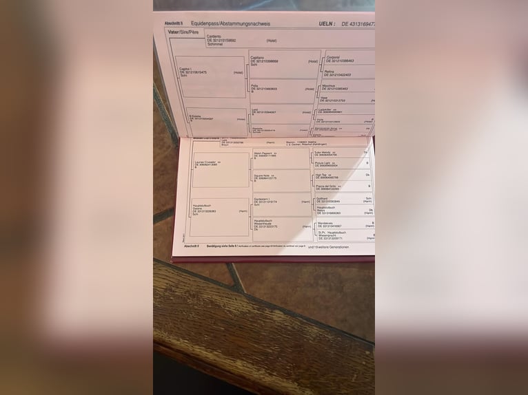 Caballo de Holstein Caballo castrado 13 años 170 cm Tordo in Traidendorf