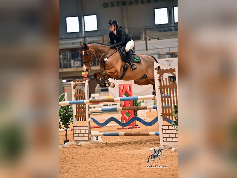 Caballo de Holstein Caballo castrado 13 años 172 cm Castaño in Magstadt