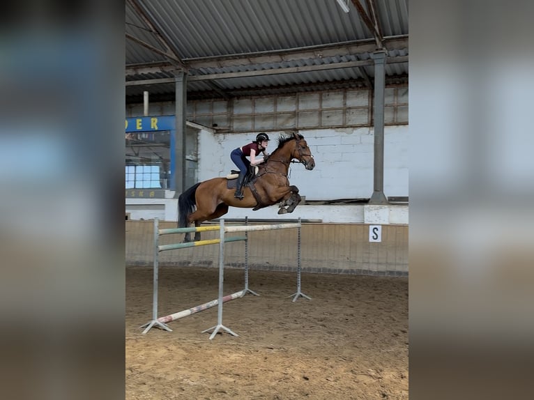 Caballo de Holstein Caballo castrado 13 años 174 cm Castaño rojizo in Elizówka