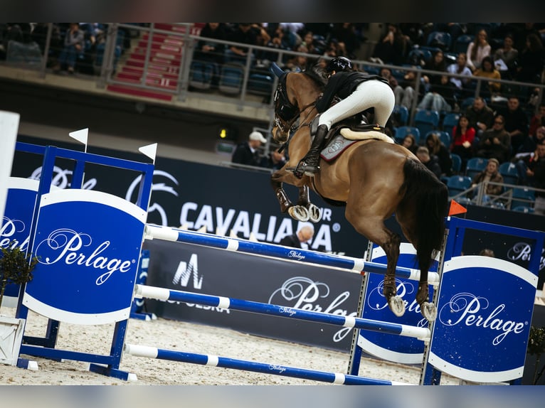 Caballo de Holstein Caballo castrado 13 años 174 cm Castaño rojizo in Elizówka