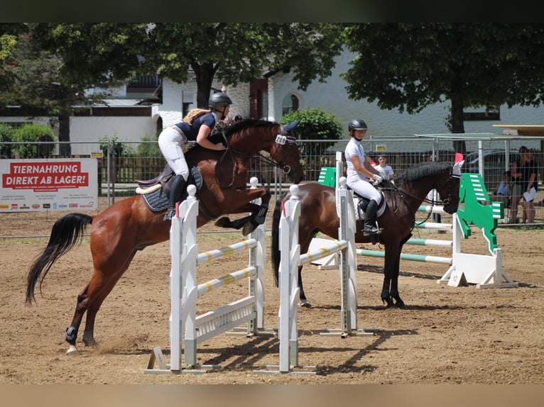 Caballo de Holstein Caballo castrado 14 años 165 cm Castaño in Neustadt an der Donau