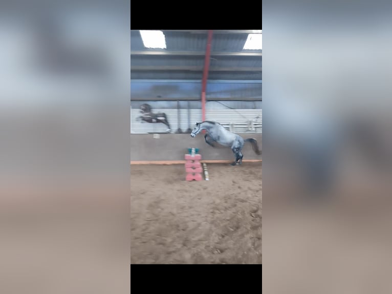 Caballo de Holstein Caballo castrado 14 años 165 cm Tordo picazo in Neu Fahrland