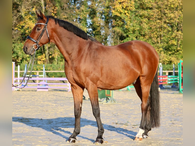 Caballo de Holstein Caballo castrado 14 años 167 cm Castaño in Glandorf