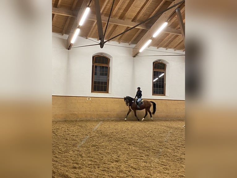 Caballo de Holstein Caballo castrado 14 años 168 cm Castaño in Kloster Schäftlarn