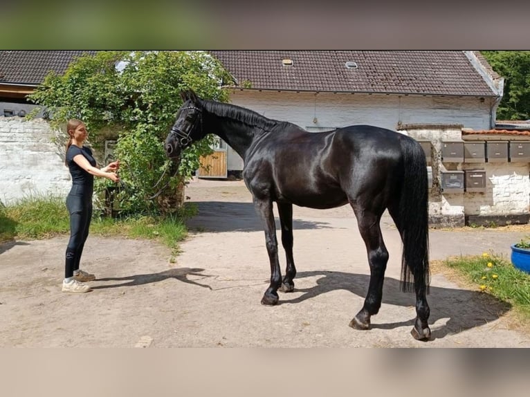 Caballo de Holstein Caballo castrado 14 años 170 cm Negro in Braunschweig