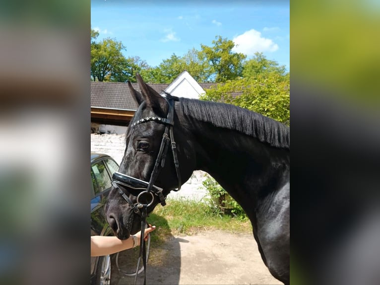 Caballo de Holstein Caballo castrado 14 años 170 cm Negro in Braunschweig