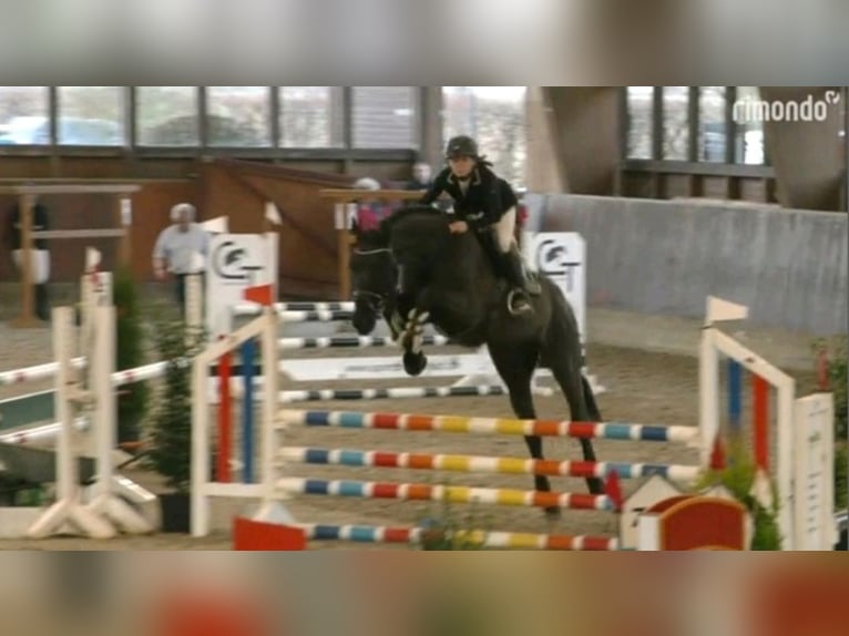 Caballo de Holstein Caballo castrado 14 años 170 cm Negro in Braunschweig
