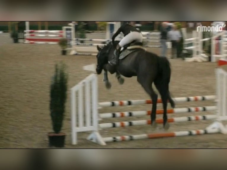 Caballo de Holstein Caballo castrado 14 años 170 cm Negro in Braunschweig