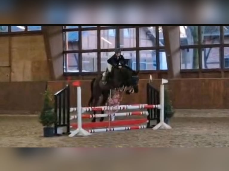Caballo de Holstein Caballo castrado 14 años 170 cm Negro in Braunschweig