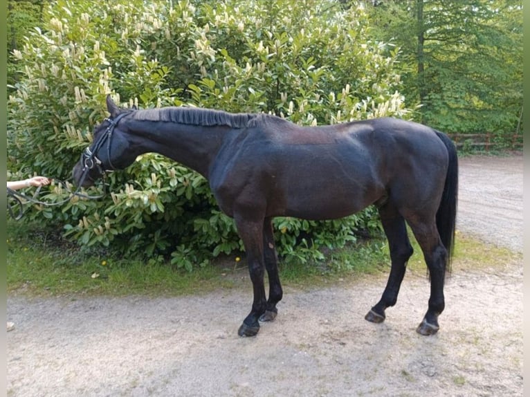 Caballo de Holstein Caballo castrado 14 años 170 cm Negro in Braunschweig