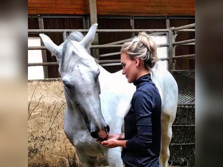 Caballo de Holstein Caballo castrado 14 años 170 cm Tordo in Oberhaching