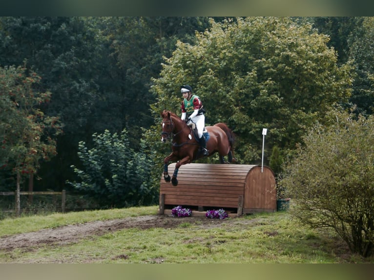 Caballo de Holstein Caballo castrado 14 años 171 cm Alazán in Bocholt