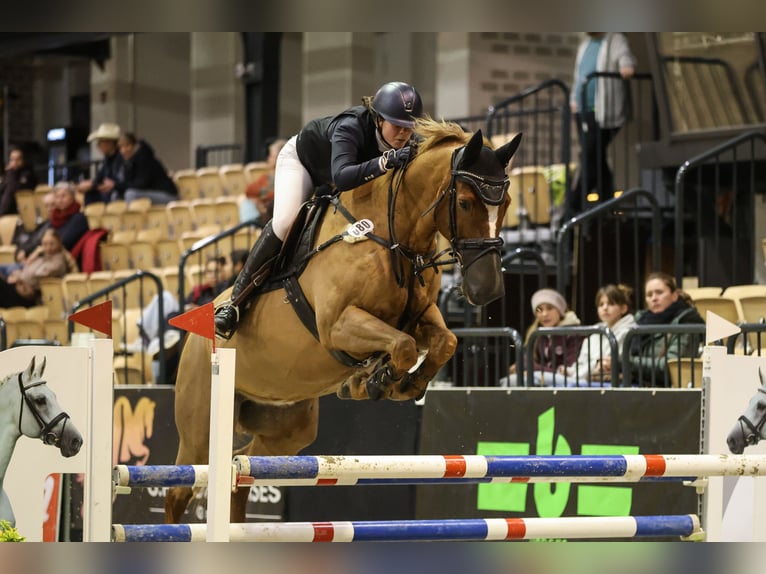 Caballo de Holstein Caballo castrado 14 años 172 cm Alazán in Felde