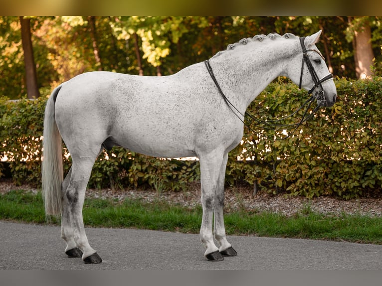 Caballo de Holstein Caballo castrado 14 años 172 cm Tordo in Wehringen