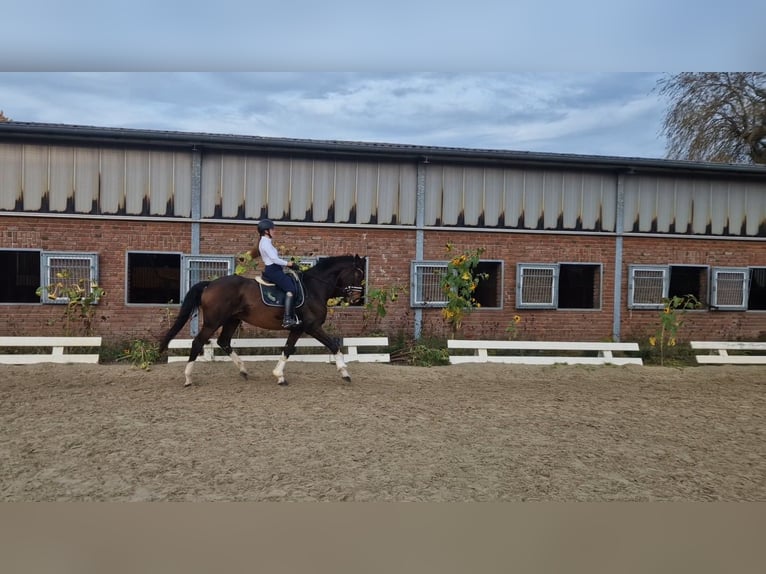 Caballo de Holstein Caballo castrado 14 años 174 cm Castaño in Olfen