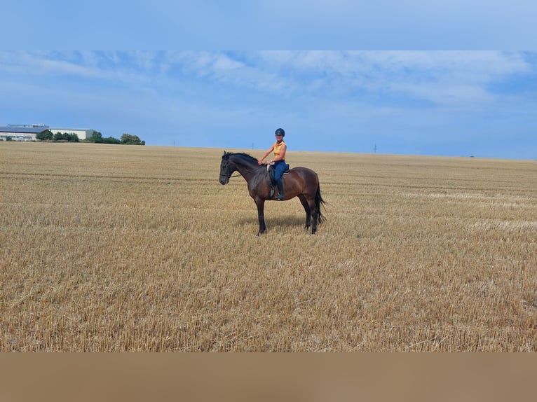 Caballo de Holstein Caballo castrado 14 años 174 cm Castaño oscuro in Salzatal