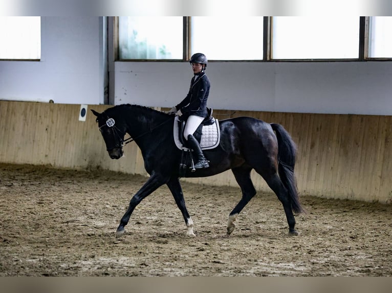 Caballo de Holstein Caballo castrado 14 años 174 cm Morcillo in Hamburg Halstenbek