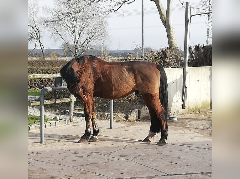 Caballo de Holstein Caballo castrado 14 años 181 cm Castaño claro in Schönwalde