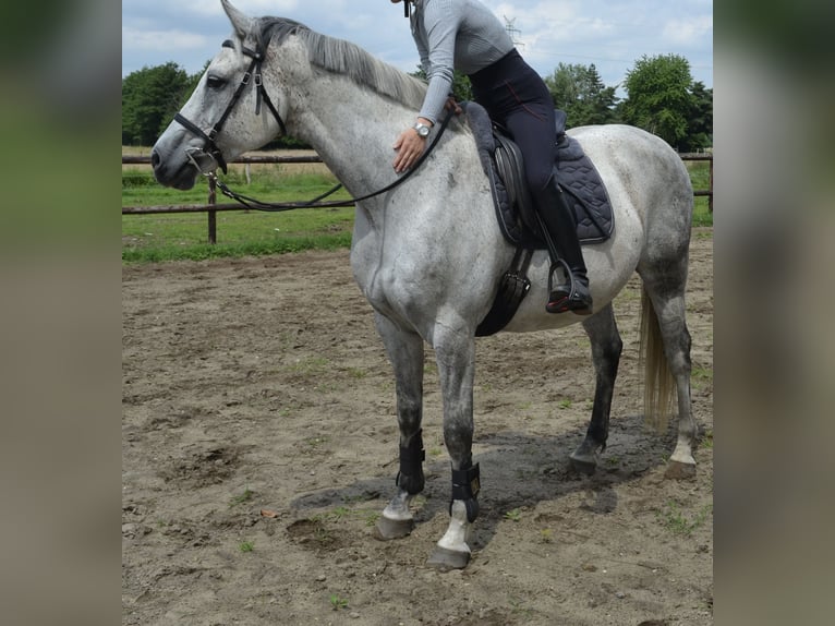 Caballo de Holstein Caballo castrado 15 años 160 cm Tordo in Wedel