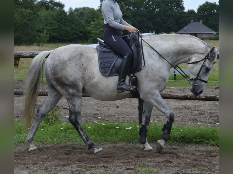 Caballo de Holstein Caballo castrado 15 años 160 cm Tordo in Wedel