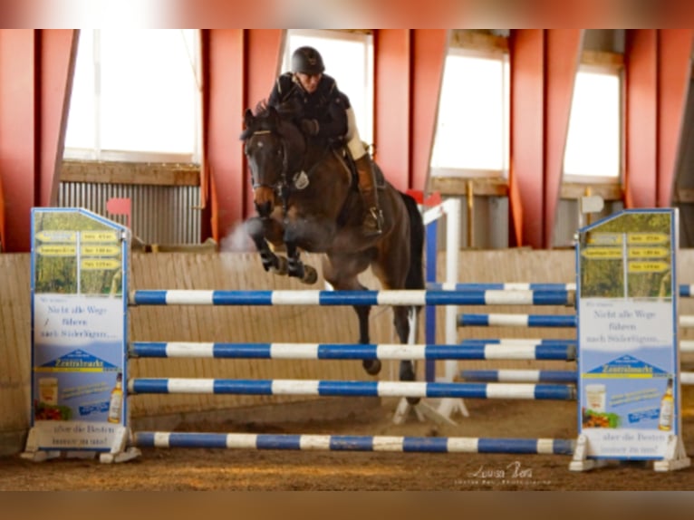 Caballo de Holstein Caballo castrado 15 años 165 cm Castaño in Süderlügum