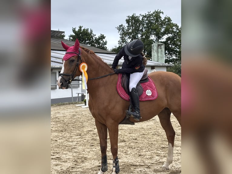 Caballo de Holstein Caballo castrado 15 años 170 cm Alazán in Hennef