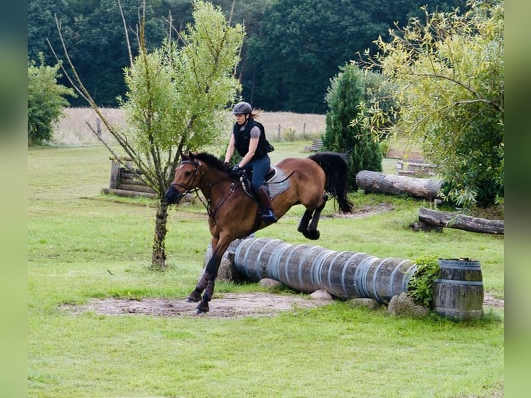 Caballo de Holstein Caballo castrado 15 años 171 cm Castaño in Norderstedt