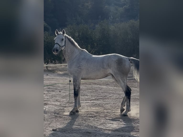 Caballo de Holstein Caballo castrado 15 años 173 cm Tordo in Palma De Mallorca