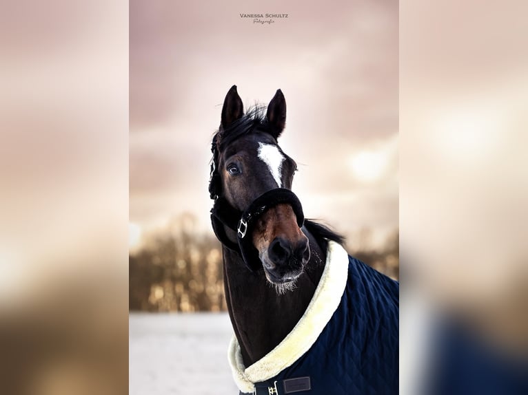 Caballo de Holstein Caballo castrado 15 años 174 cm in Timmendorfer Strand Caballo de Holstein Caballo castrado 15 años 174 cm in Timmendorfer Strand