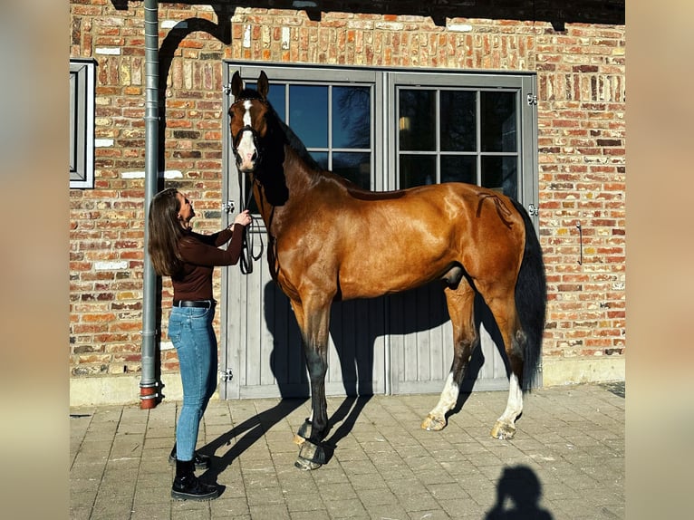 Caballo de Holstein Caballo castrado 15 años 179 cm Castaño in Kerpen