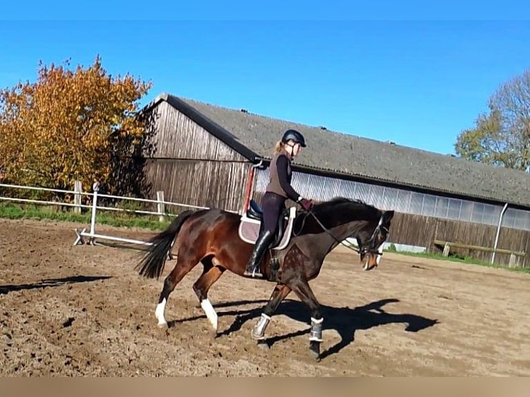 Caballo de Holstein Caballo castrado 16 años 168 cm Castaño in Zarpen