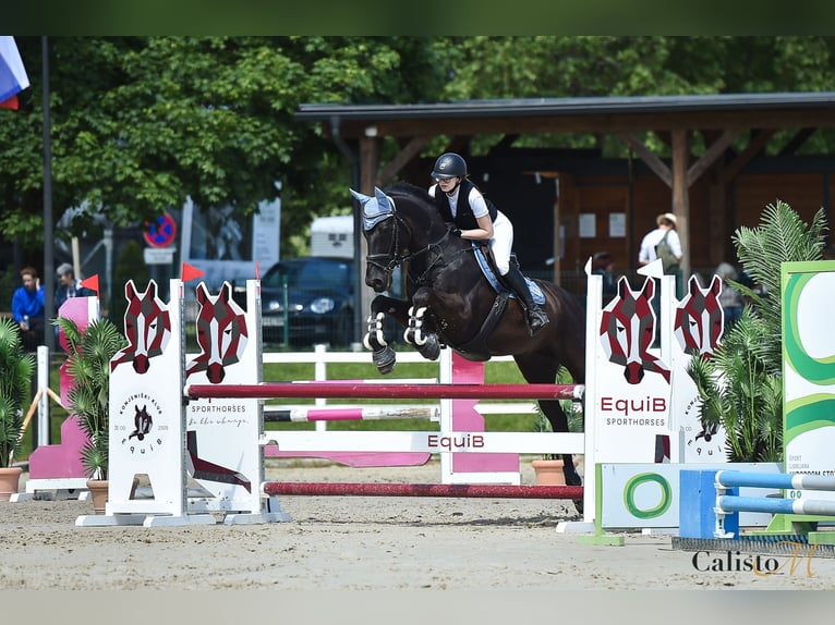 Caballo de Holstein Caballo castrado 16 años 168 cm Negro in Ljubljana