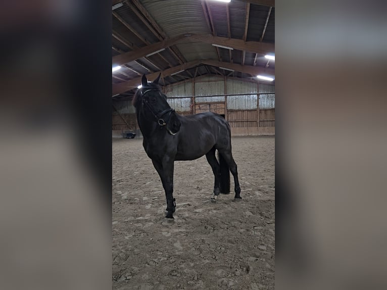 Caballo de Holstein Caballo castrado 16 años 168 cm Negro in Ljubljana