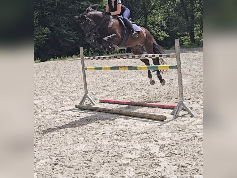 Caballo de Holstein Caballo castrado 16 años 168 cm Negro in Ljubljana