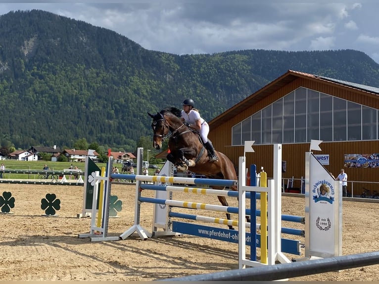 Caballo de Holstein Caballo castrado 16 años 170 cm Castaño in Seehausen am StaffelseeMurnau