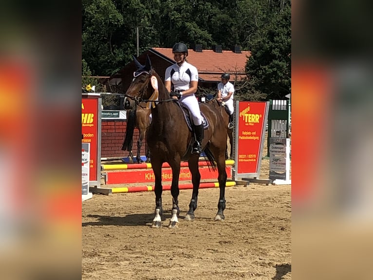 Caballo de Holstein Caballo castrado 16 años 170 cm Castaño in Seehausen am StaffelseeMurnau