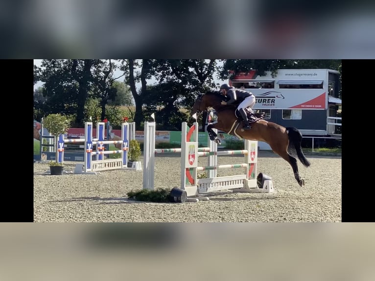 Caballo de Holstein Caballo castrado 16 años 171 cm Castaño in Düsseldorf