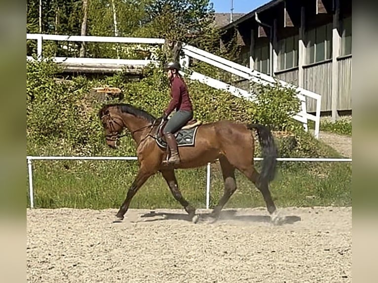 Caballo de Holstein Caballo castrado 16 años 172 cm Castaño in Pelmberg