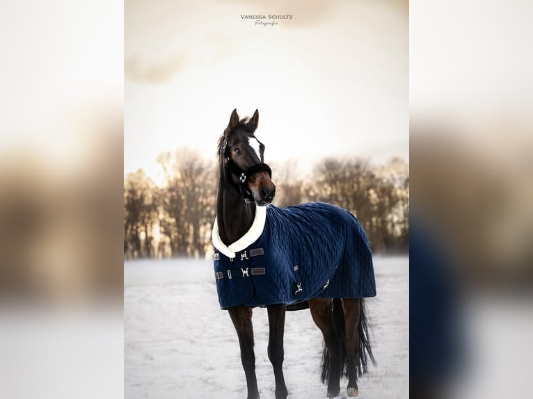 Caballo de Holstein Caballo castrado 16 años 174 cm in Timmendorfer Strand