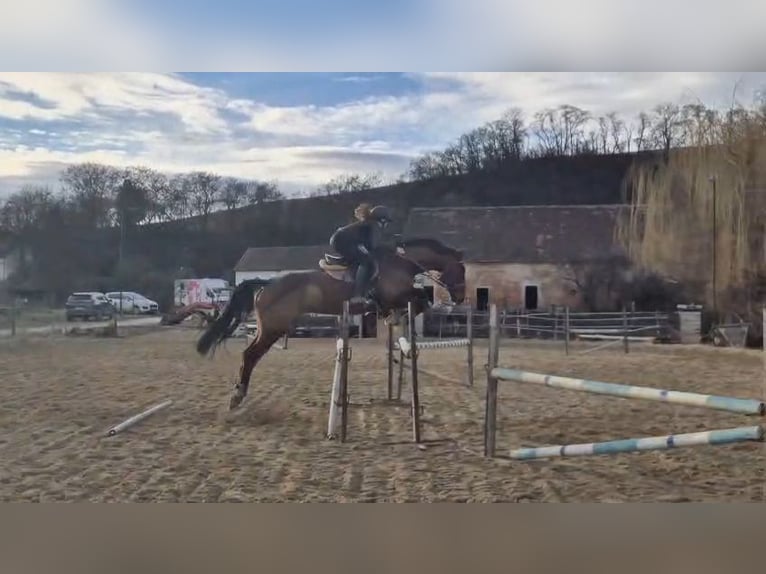 Caballo de Holstein Caballo castrado 16 años 175 cm Castaño in Ladendorf