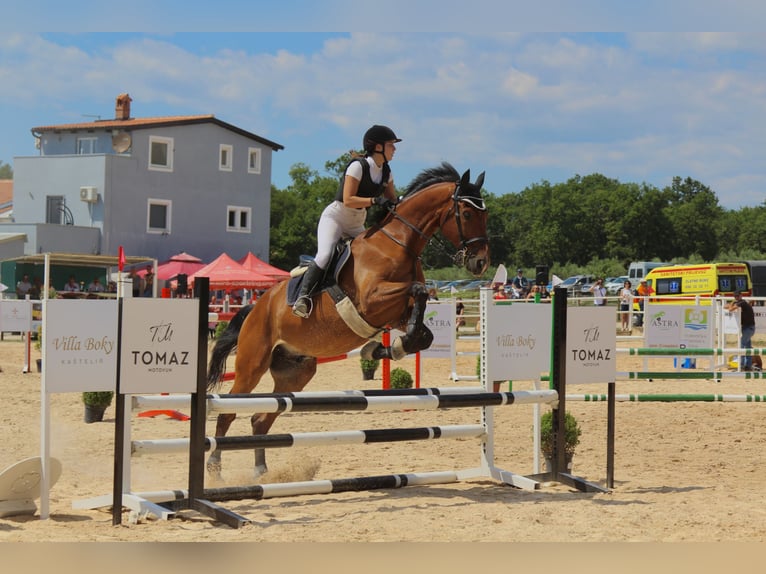 Caballo de Holstein Mestizo Caballo castrado 16 años 175 cm Castaño claro in Rovinj, Istra