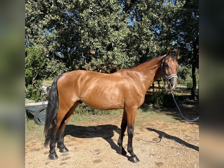 Caballo de Holstein Mestizo Caballo castrado 16 años 175 cm Castaño claro in Rovinj, Istra