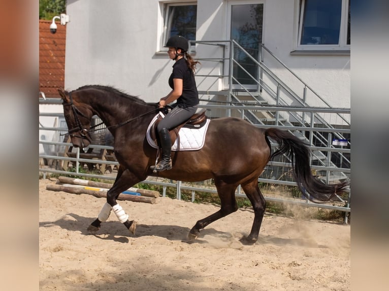 Caballo de Holstein Caballo castrado 16 años 176 cm Castaño in Lage