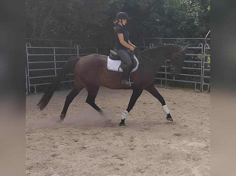 Caballo de Holstein Caballo castrado 16 años 176 cm Castaño in Lage