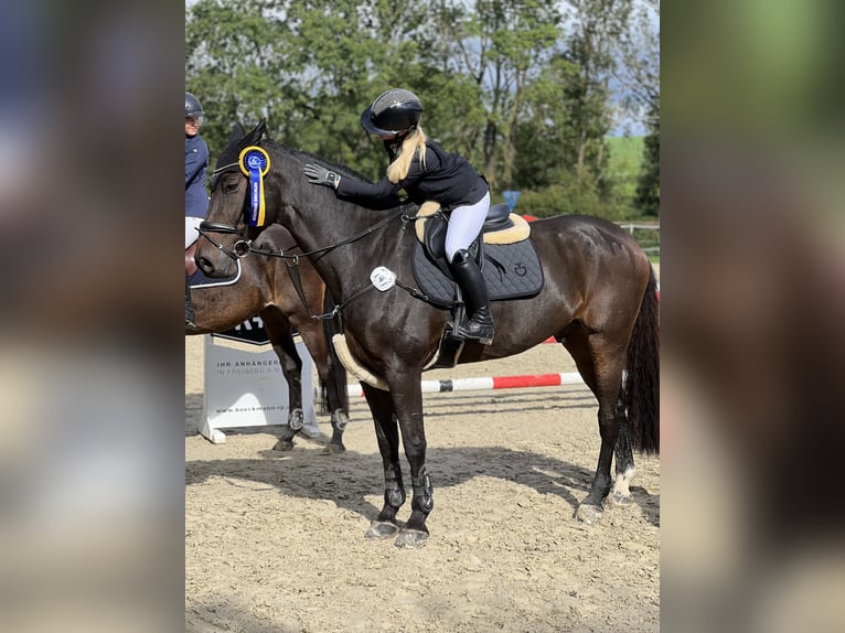 Caballo de Holstein Caballo castrado 16 años 177 cm Morcillo in Freiberg am Neckar