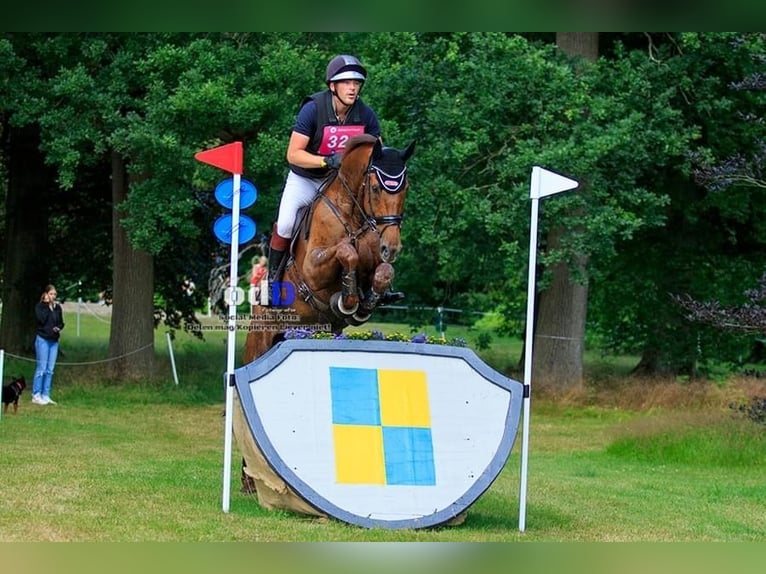 Caballo de Holstein Caballo castrado 16 años 178 cm Alazán in Lienen