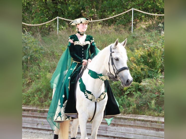 Caballo de Holstein Caballo castrado 16 años 180 cm Tordo in Lorsch