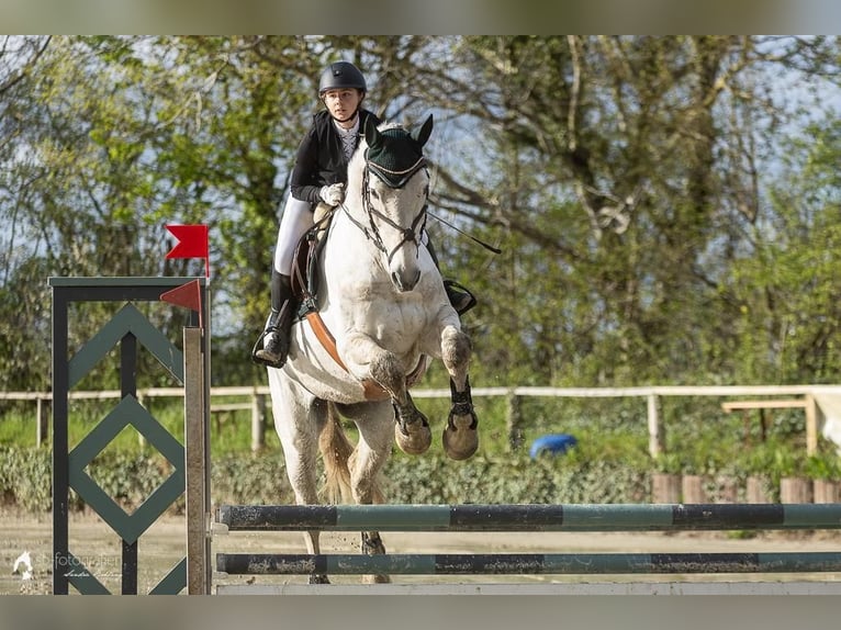 Caballo de Holstein Caballo castrado 16 años 180 cm Tordo in Lorsch